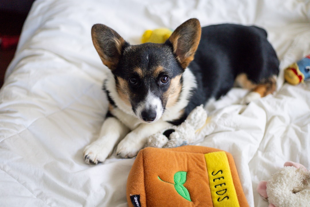 Pet Insurance Waiting Periods for IVDD: The Loophole That Traps Owners