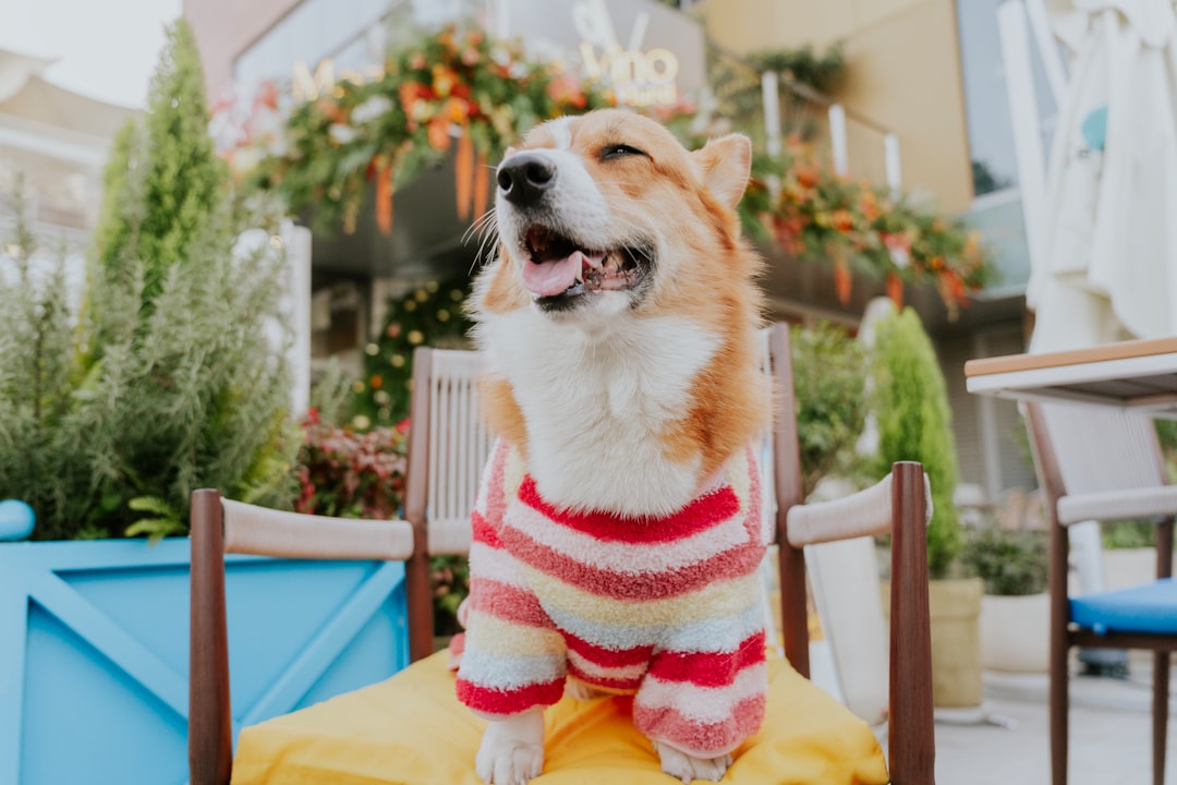 Pet Insurance Wellness Add-Ons: Worth It or Bloat?