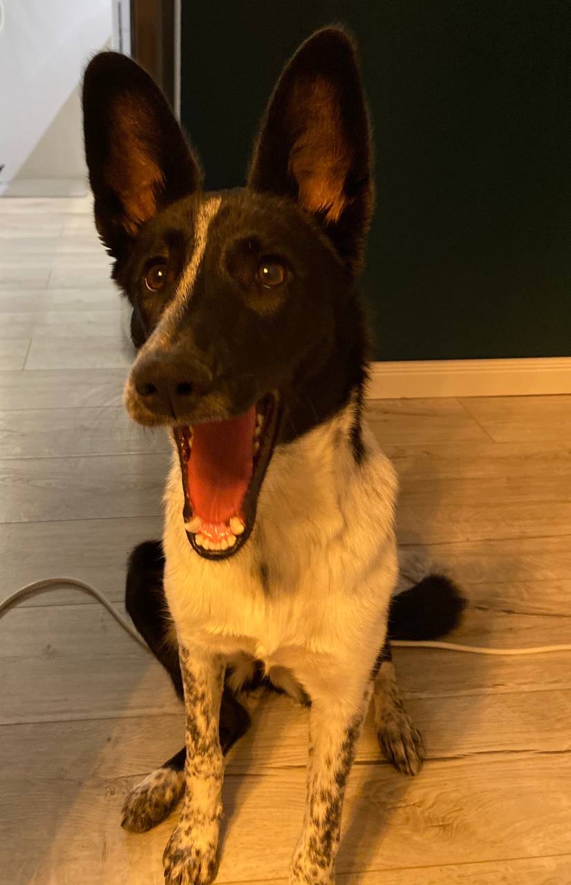 Tripod Dog Stump Care: Healing & Comfort Guide