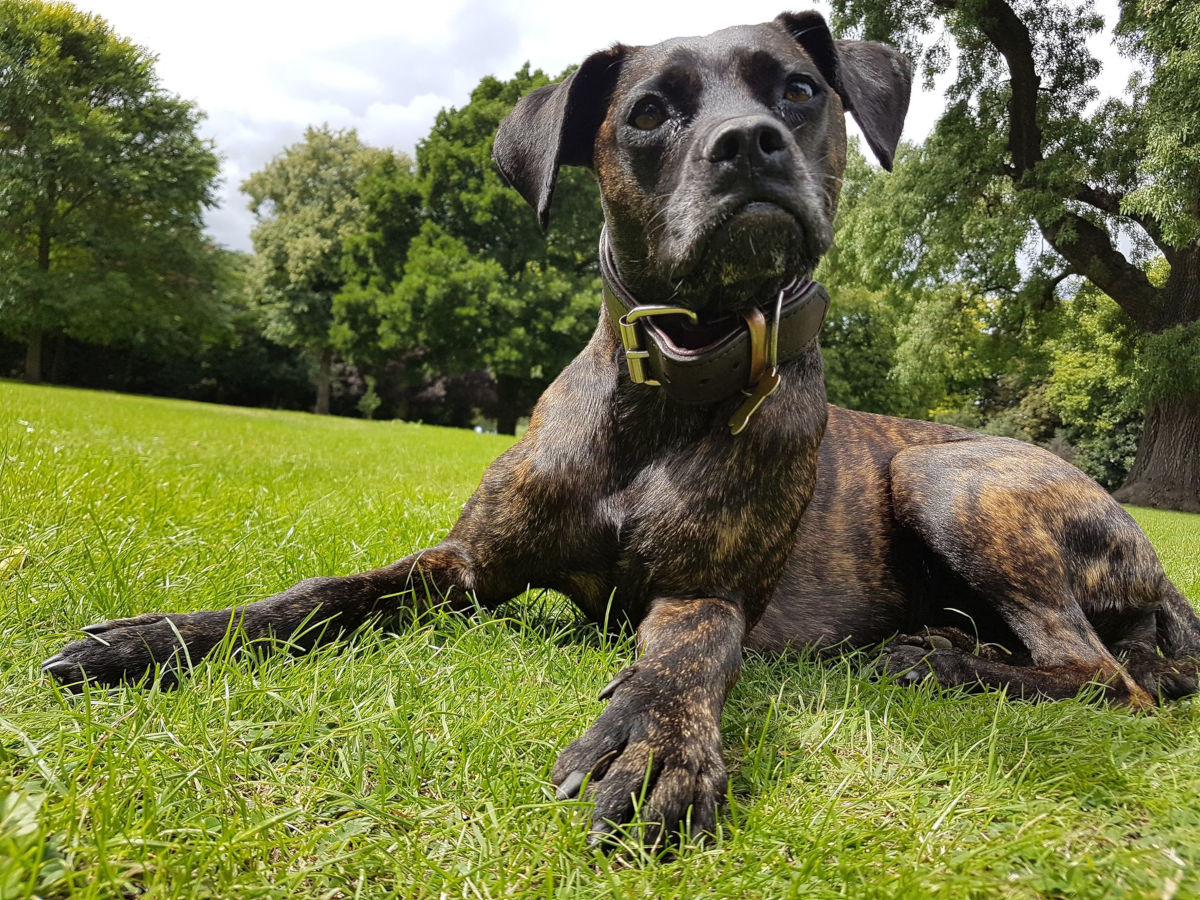 Phantom Pain in Tripod Dogs: Signs & Relief