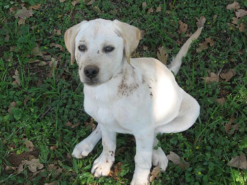 Physical Therapy for Hip Dysplasia Dogs
