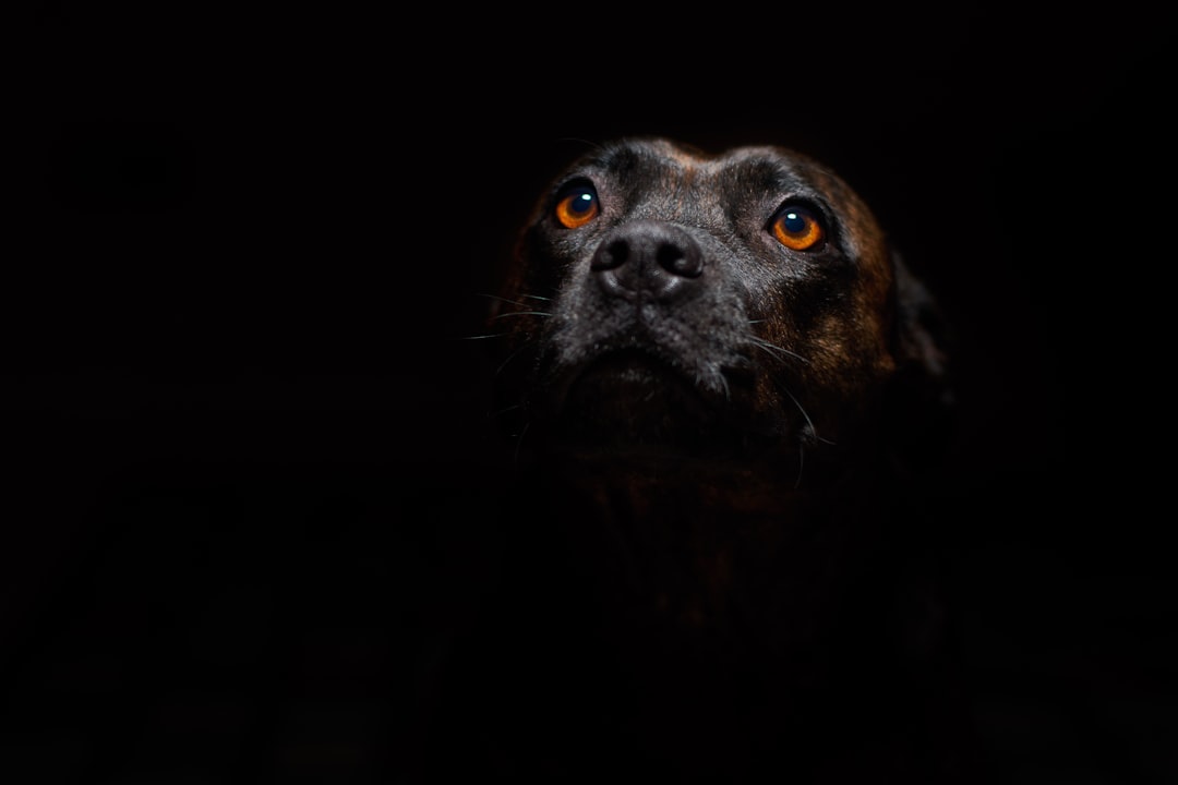 Post-Diagnosis: Planning the Next 12 Months With a DM Dog