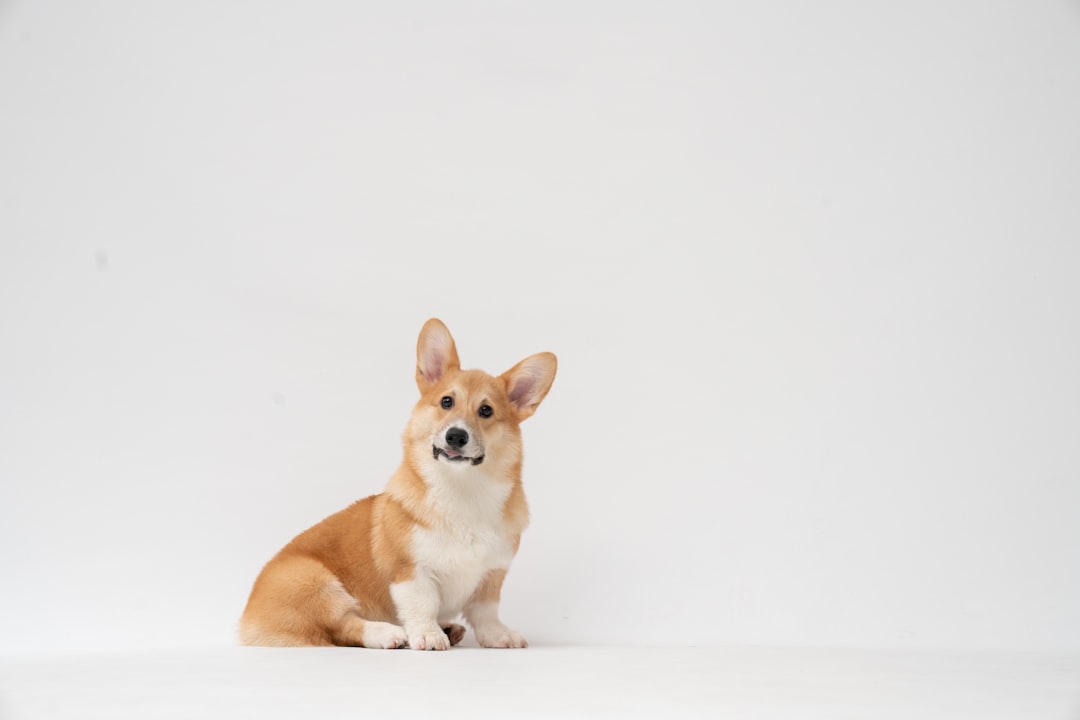 Prednisone for IVDD Dogs: What Every Owner Should Know