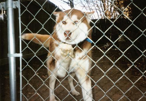 Pressure Sores in Paralyzed Dogs: Prevention & Care