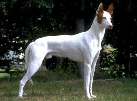 Pressure Sores in DM Dogs: Prevention & Care