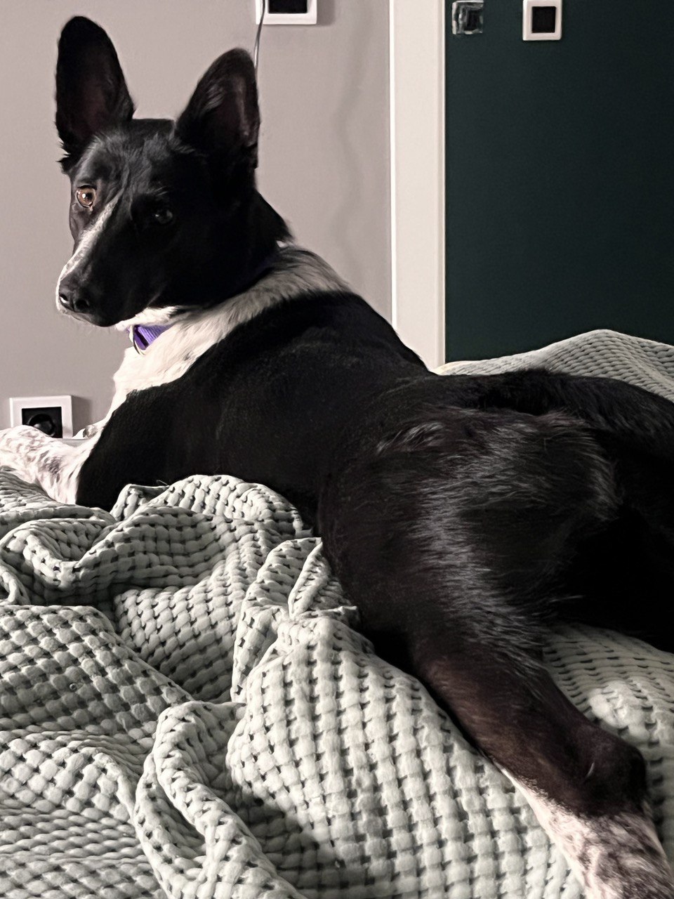 Dog Prosthetics: What Owners Need to Know