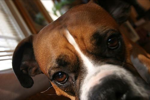DM Dog Quality of Life: An Honest Caregiver's Framework