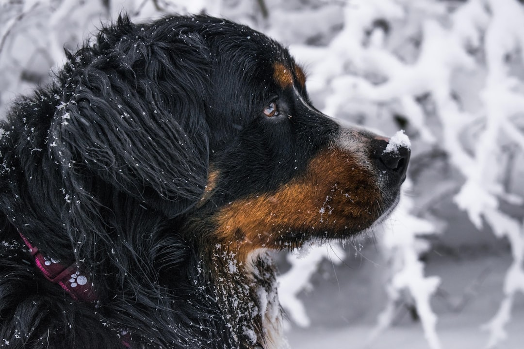Questions to Ask Your Vet About DM