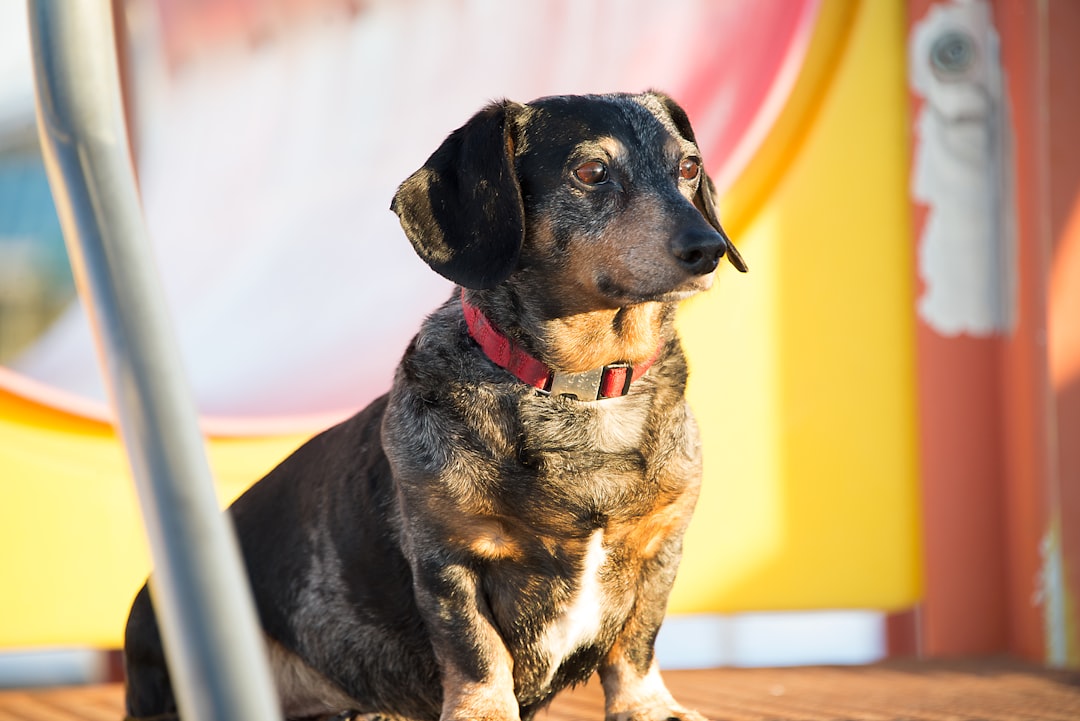 Raising a Dachshund Puppy to Minimize IVDD Risk