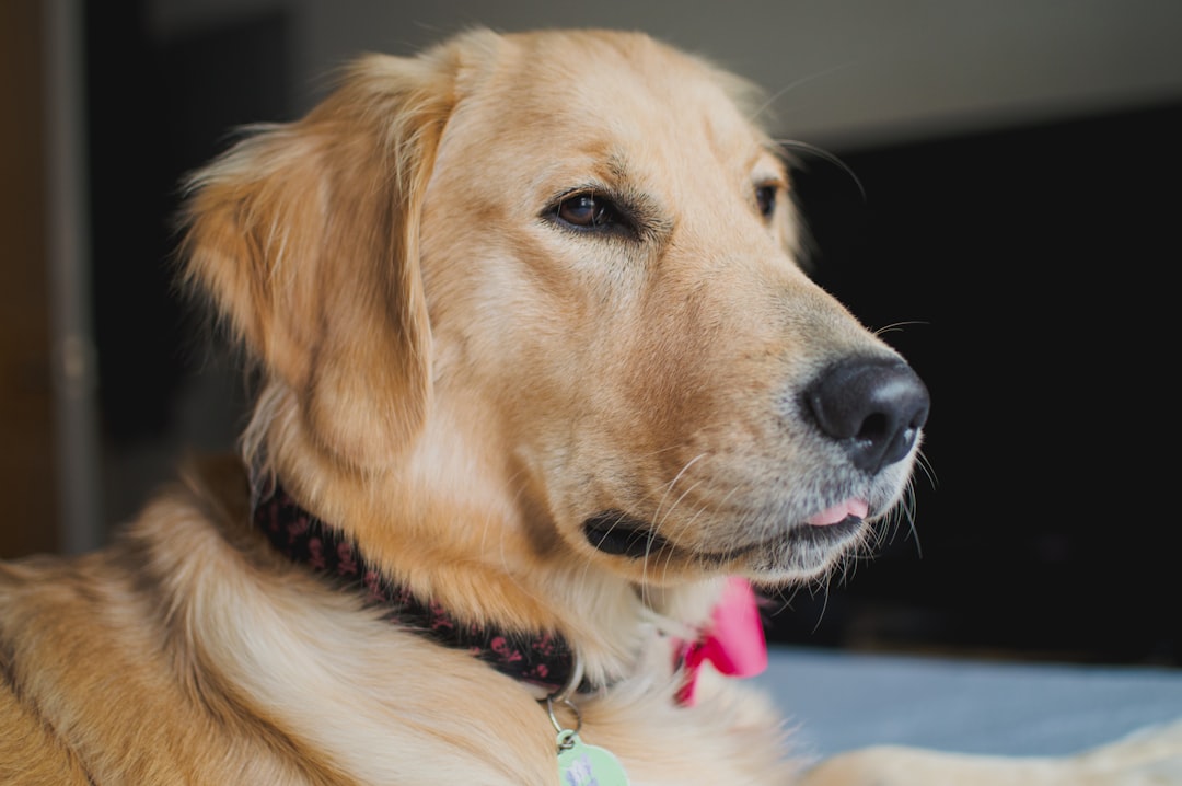 Ramps vs. Stairs for Hip Dysplasia Dogs