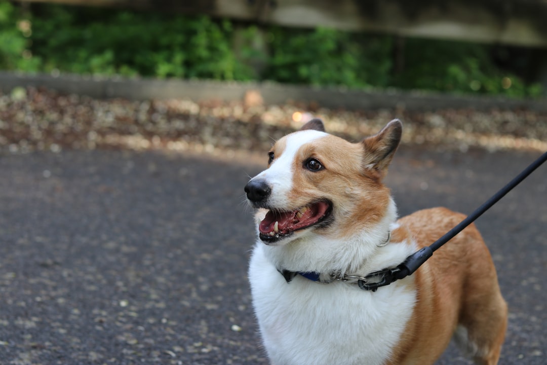 Raw vs Kibble vs Fresh for IVDD Dogs: What Actually Matters