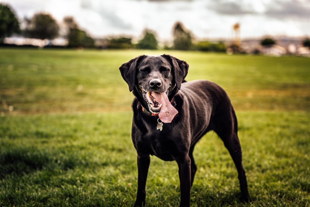 Rehab Vet vs Neurologist vs GP: Who Does What for DM