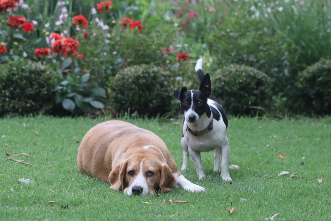 Relieving Dog Back Pain at Home