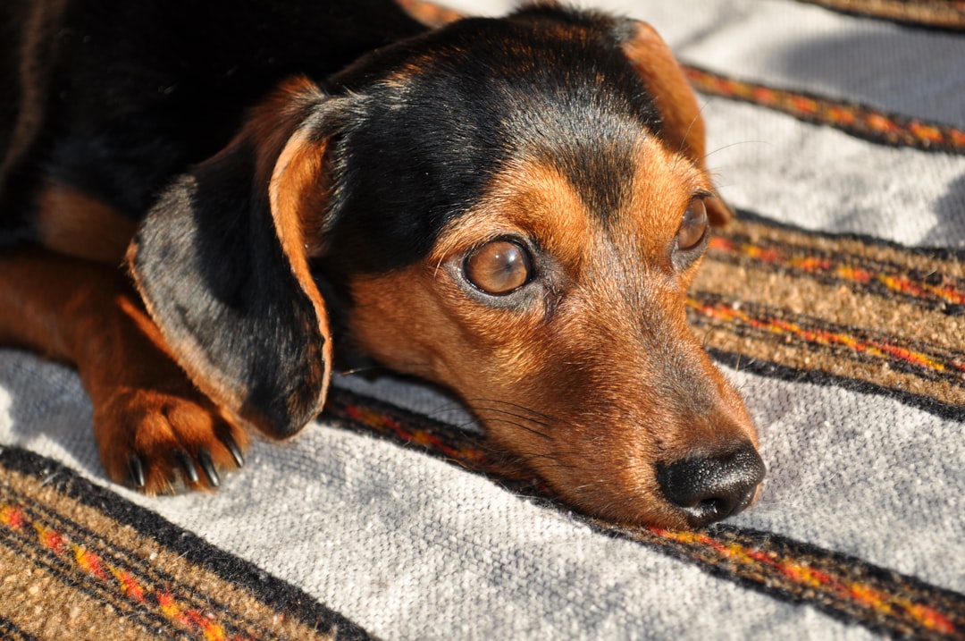 Returning to the Office With an IVDD Dog at Home