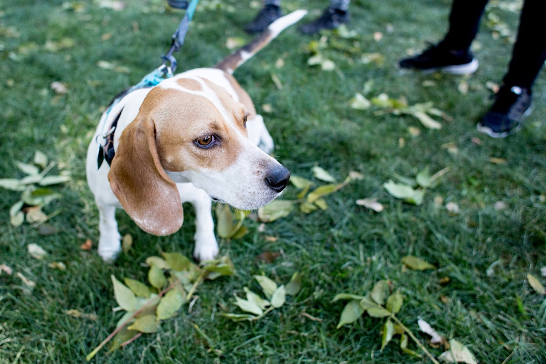 Ruptured Disc in Dogs: Signs and Treatment