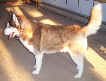 Seizures in Disabled Dogs: What to Do