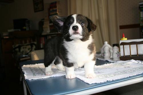 Shih Tzu & Pekingese IVDD: The Neck-Disc Risk in Small Breeds