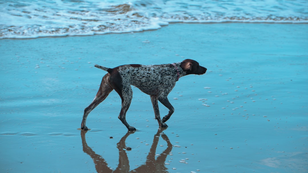 7 Signs Your Dog's Arthritis Is Getting Worse