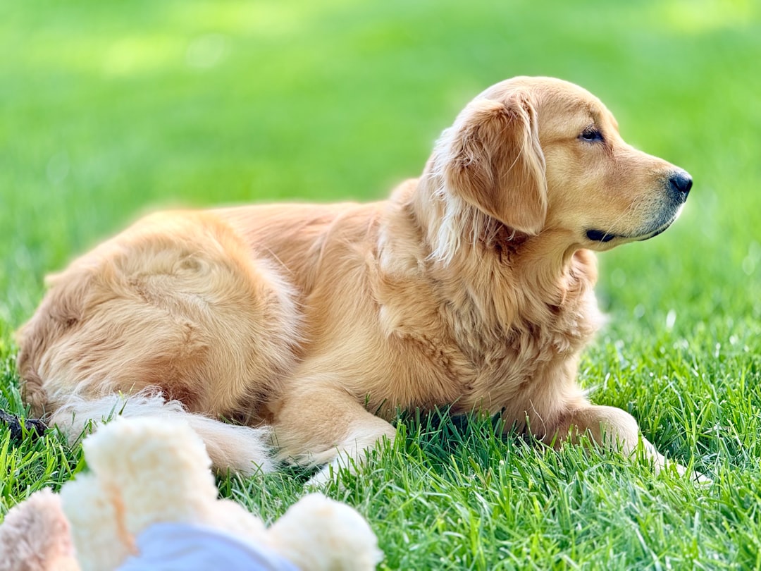 Signs of Hip Dysplasia in Adult Dogs