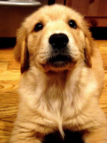 Hip Dysplasia in Puppies: Early Signs to Watch For