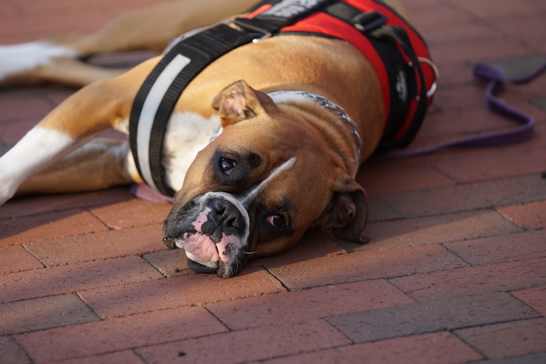 Simple Massage Techniques for DM Dogs You Can Do at Home