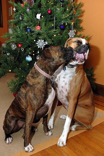 Slings for Paralyzed Dogs: How to Help Them Move