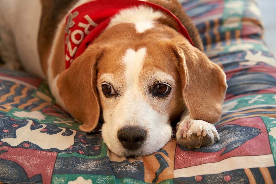 Slipped Disc in Dogs: Symptoms, Treatment, and Recovery