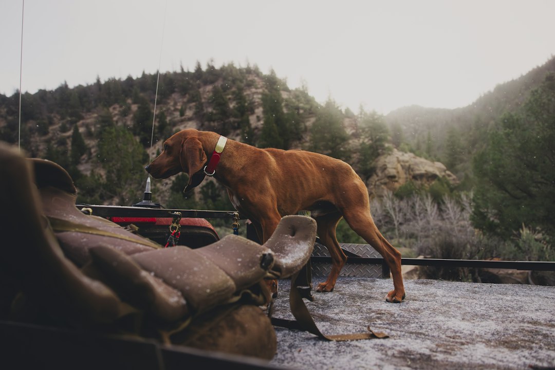 Slowing Muscle Loss in DM Dogs: What Actually Works