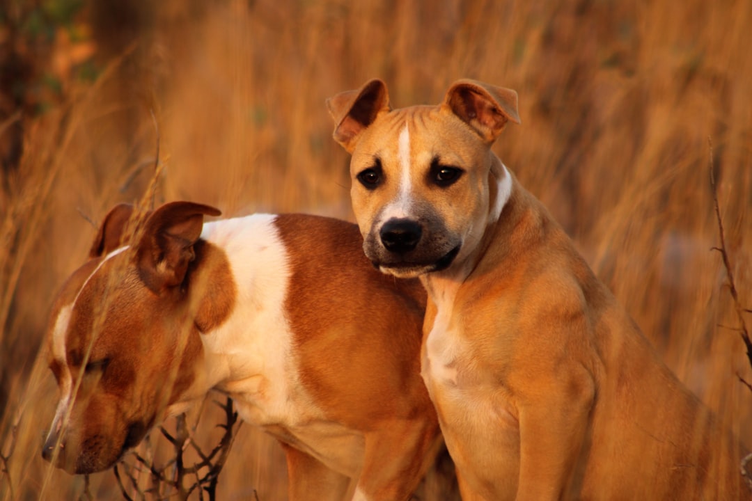 Soft Tissue Sarcoma in Dogs: Grades and Options