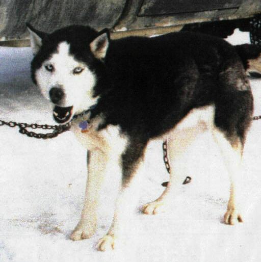 Spondylosis in Dogs: Care & Comfort Guide