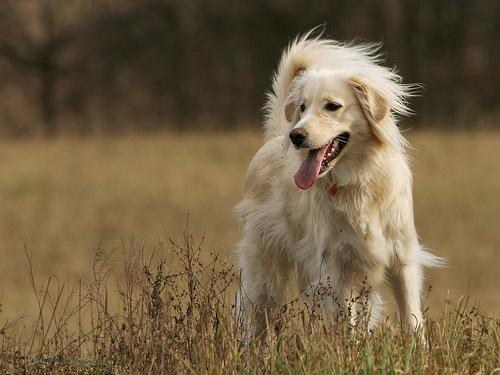 Cold Laser Therapy for Dogs With Arthritis