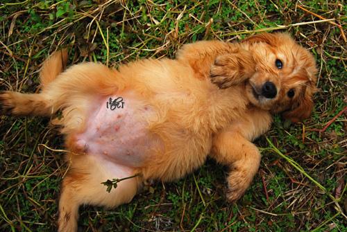 Stem Cell Therapy for Arthritic Dogs