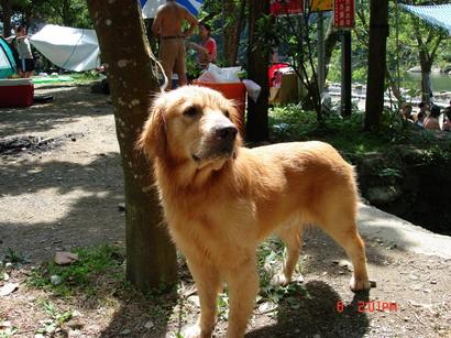 Stem Cell Therapy for Arthritic Dogs: Cost, Results, Risks