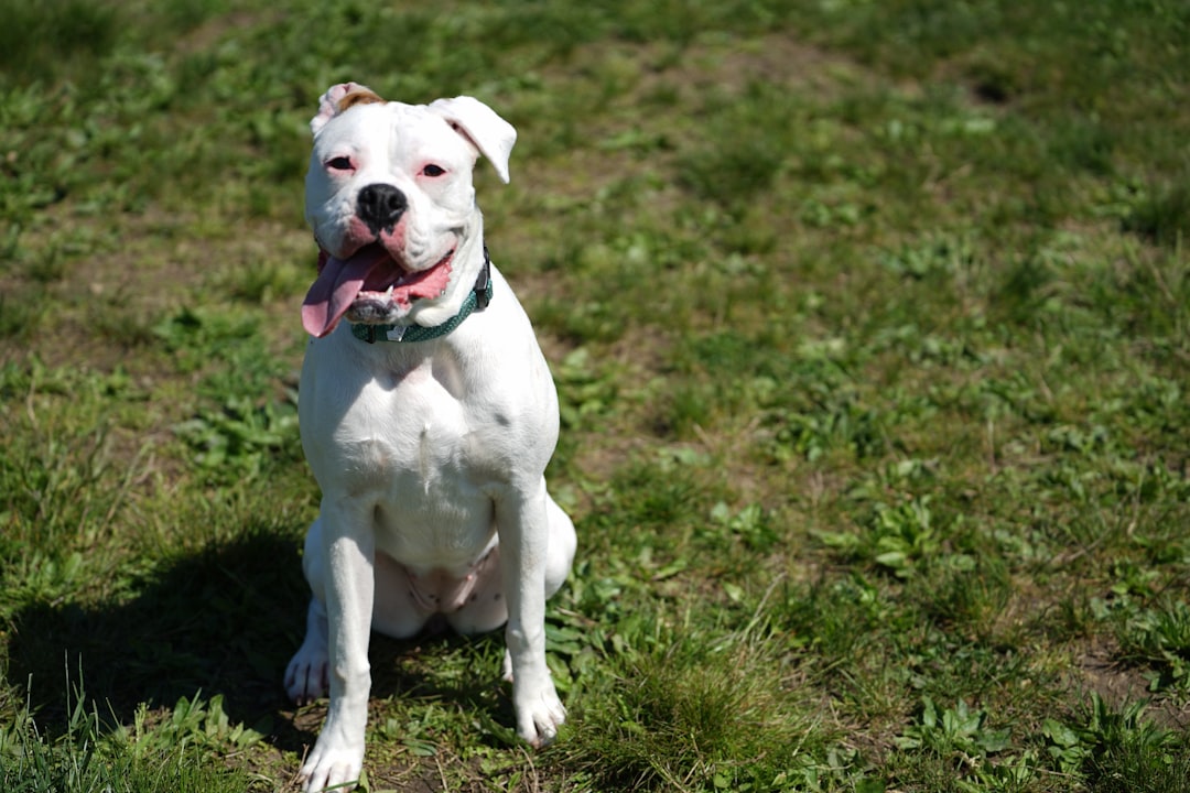 Stroke in Dogs: Recognizing Signs, Diagnosis, and Recovery
