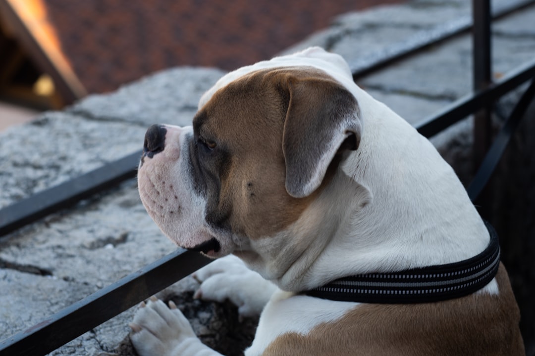 Stroke or Vestibular Episode? Sorting Old-Dog Signs