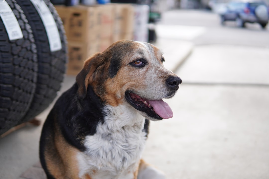 Sudden Paralysis in Dogs: A Caregiver's Guide for the First 72 Hours