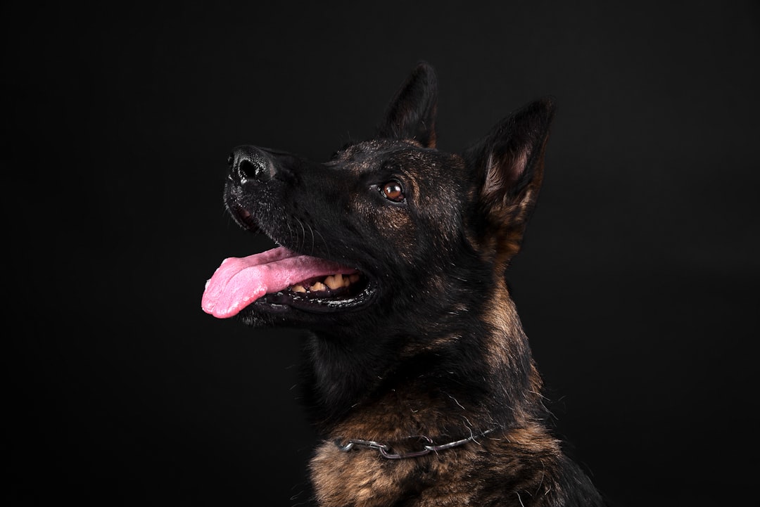 Supplements for DM Dogs: What's Worth Trying and What to Skip