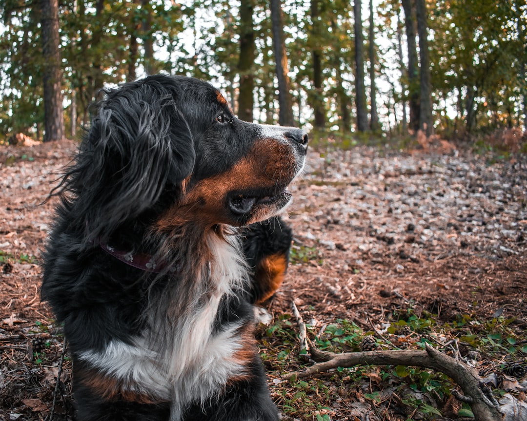 TENS Units for DM Dogs: Do They Help?