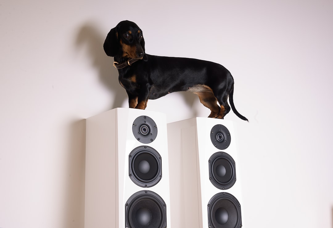 The Neurological Exam: What Your Vet Checks
