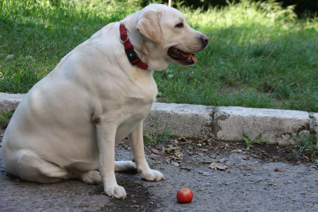 The Ortolani Test: How Vets Check Hip Laxity