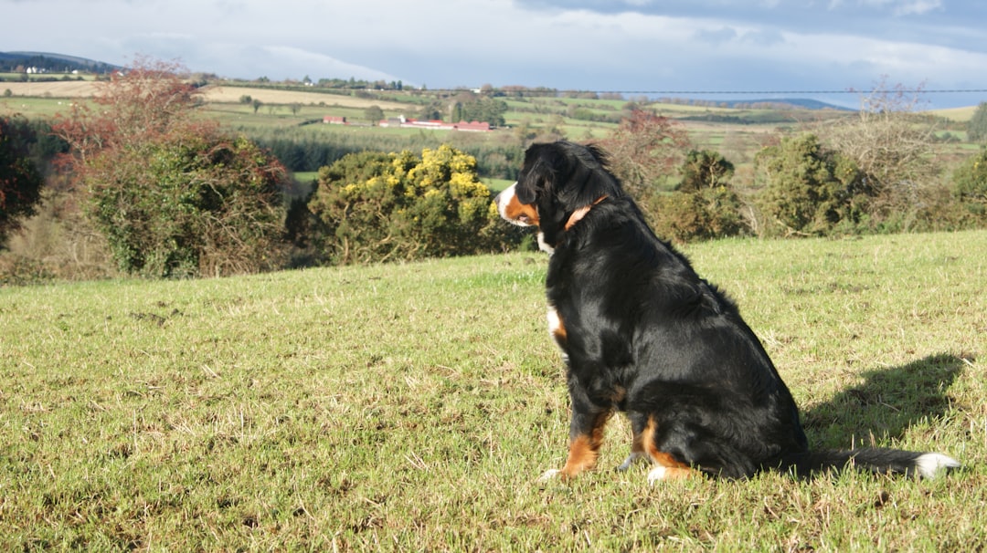 The Second Dog Question: New Dog During or After DM