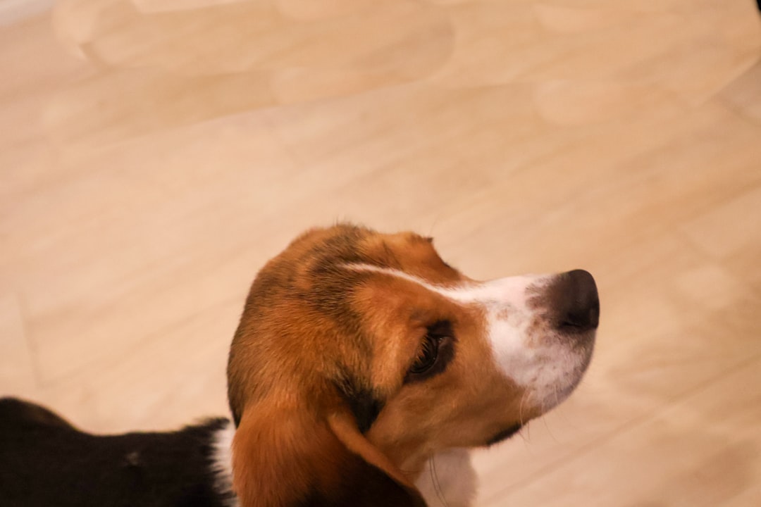 Tramadol for IVDD Dogs: Does It Still Have a Place?