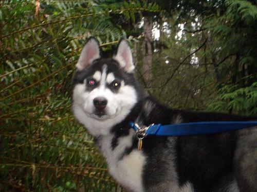 Tripod Dog Exercises: Building Strength and Confidence After Amputation