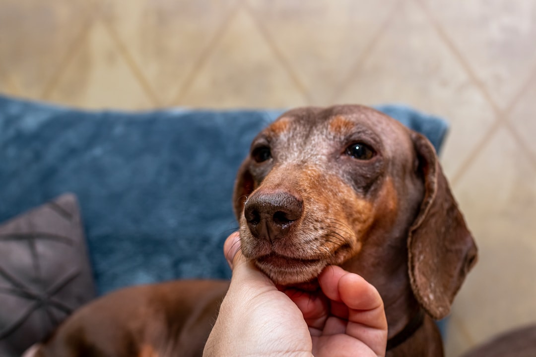 Understanding Your IVDD Dog's Full Medication Schedule