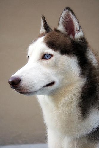 UTIs in Paralyzed Dogs: Prevention & Care