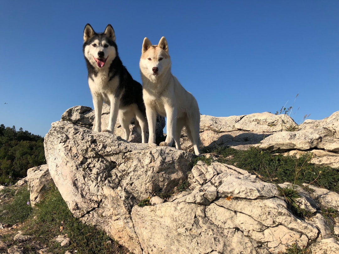 Vestibular Disease in Dogs: Signs, Recovery, and Care