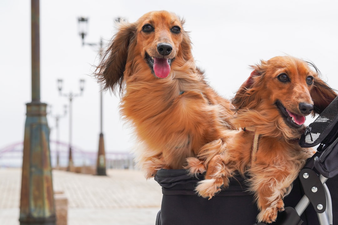 Veterinary Pharmacy Discount Programs: What Actually Saves Money