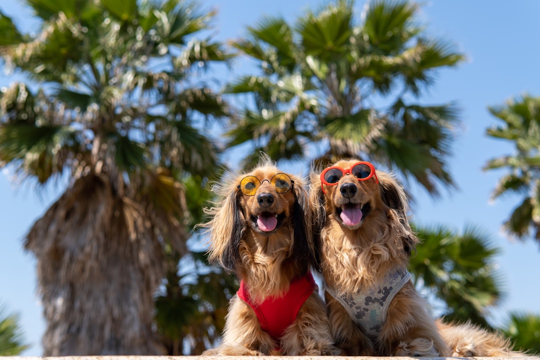 Weight Loss Protocol for an IVDD Dog