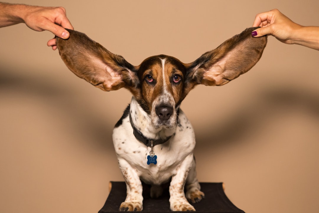 What Causes a Head Tilt in Dogs?