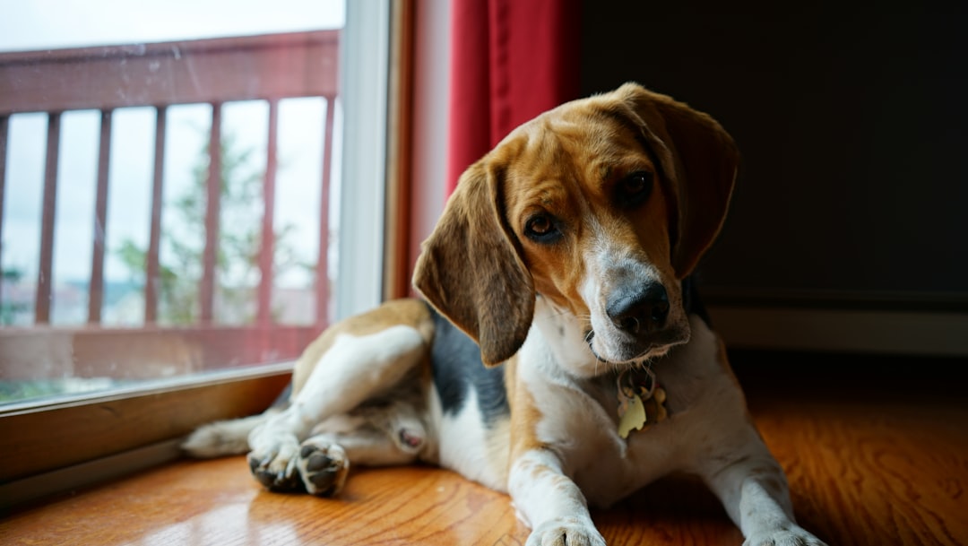 What Causes IVDD in Dogs?